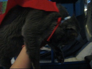 Supercat